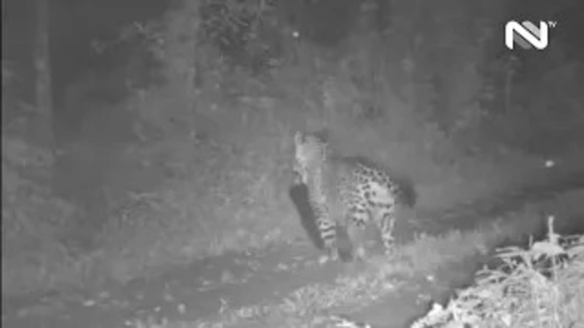 Onça-pintada é flagrada caçando no Parque Estadual do Turvo, em Derrubadas, RS