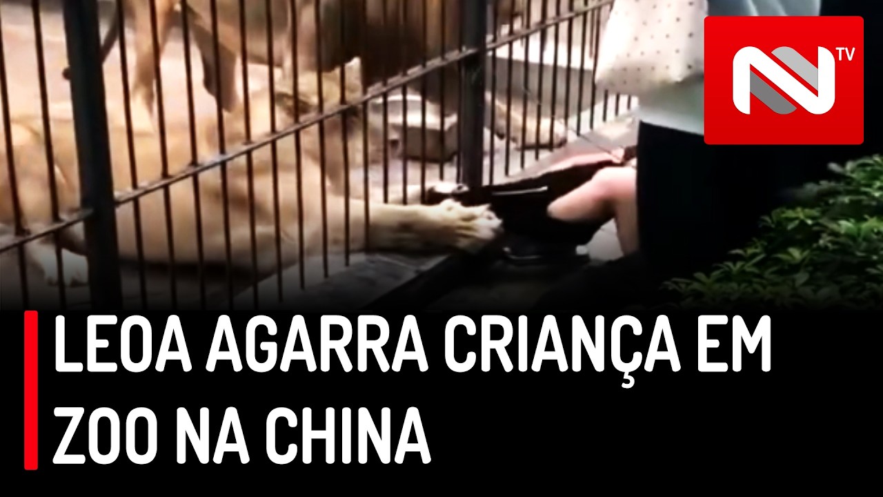 Vídeo mostra leoa agarrando criança em zoo na China
