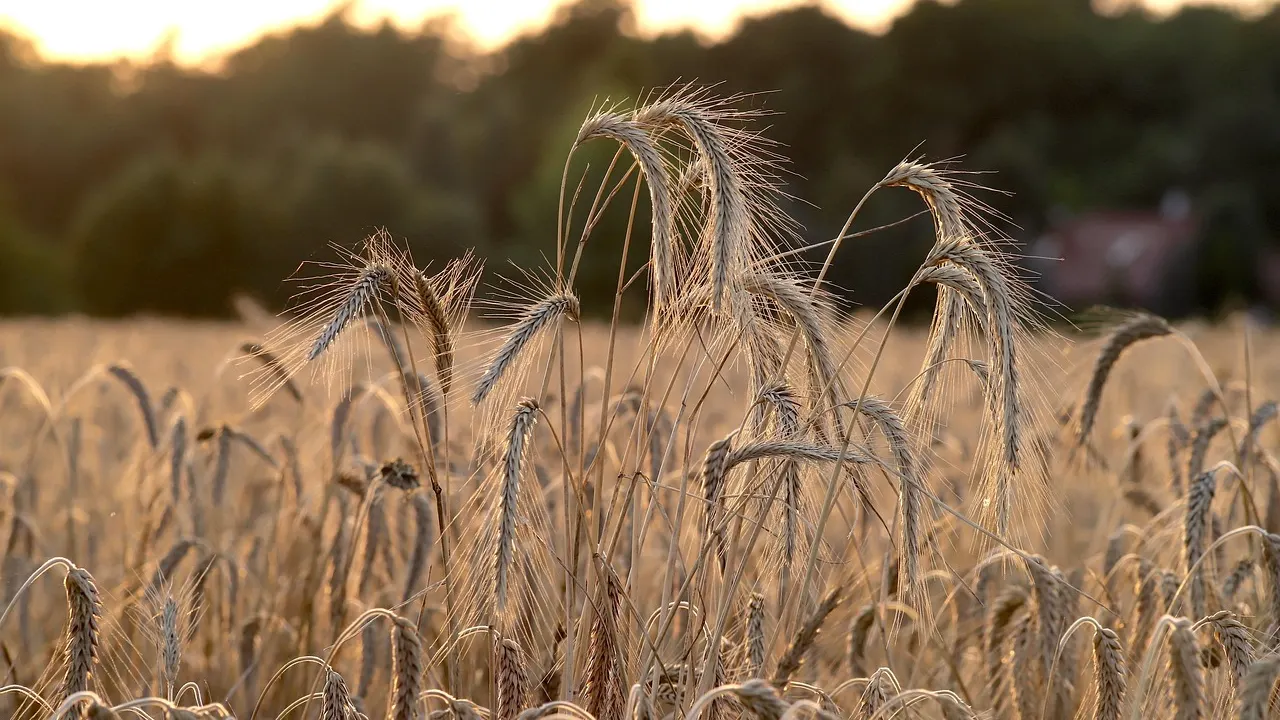 Brasil caminha para ter a menor safra de trigo em 5 anos