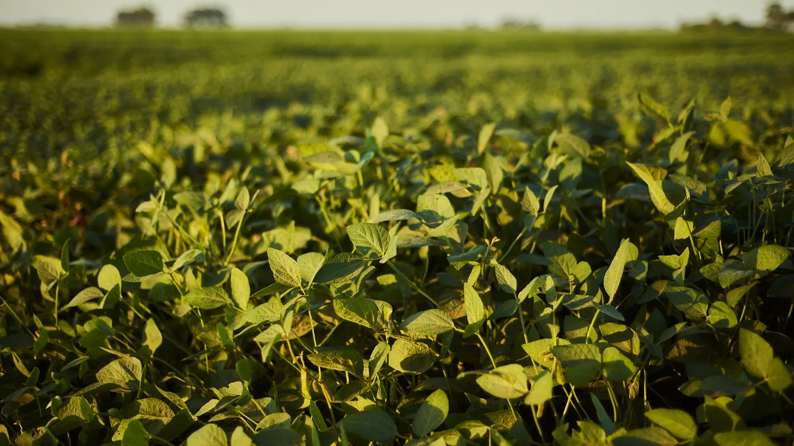 Agronegócio gaúcho amplia exportações em 22,2% no segundo trimestre